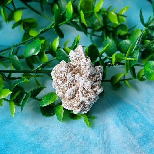 Desert Rose – small – (ID: crn103)