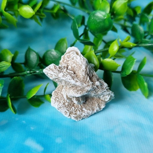 Desert Rose – small – (ID: crn104)