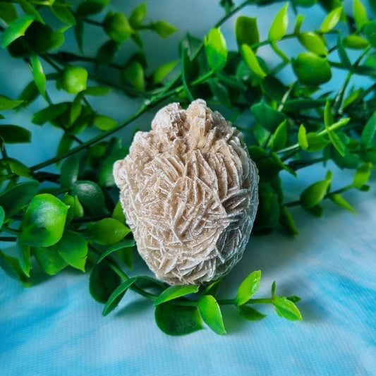 Desert Rose – medium – (ID: crn94)