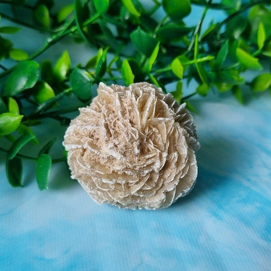 Desert Rose – medium – (ID: crn95)