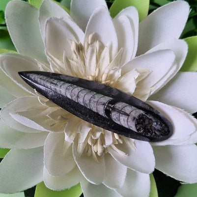Orthoceras Fossil – small – (crp106)