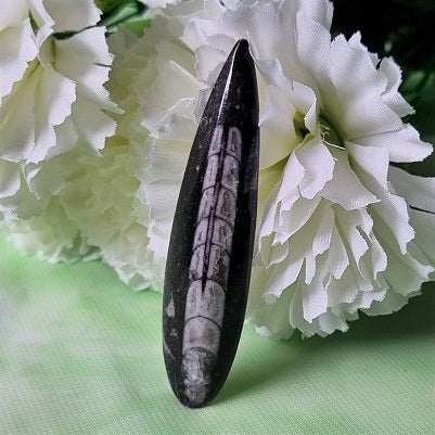 Orthoceras Fossil - small – (ID: crp118)