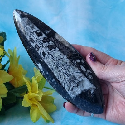 Orthoceras Fossil - (ID: crp119)