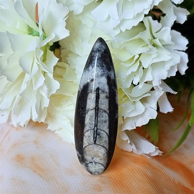 Orthoceras Fossil - small – (ID: crp125)