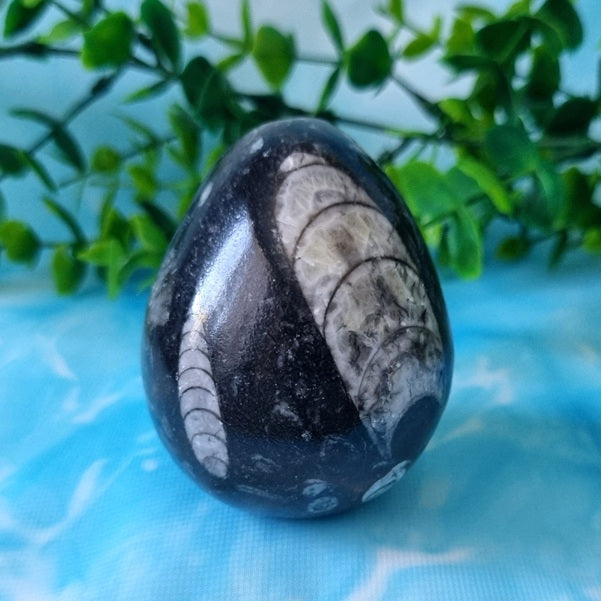 Orthoceras Egg – (ID: crf80)