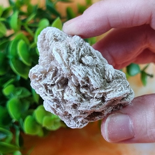 Desert Rose – small – (ID: crn103)