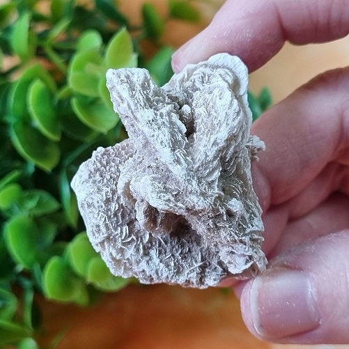 Desert Rose – small – (ID: crn104)