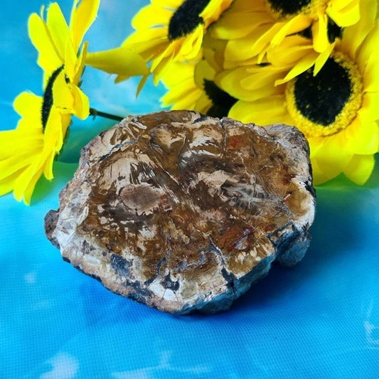 Petrified Wood – (ID: crn136)