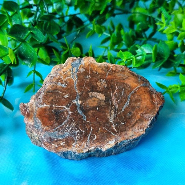 Petrified Wood – (ID: crn137)