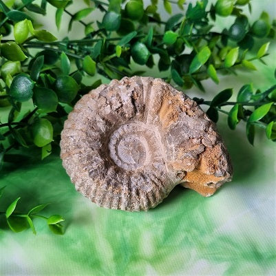 Ammonite Fossil - (ID: crn148)