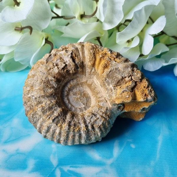 Ammonite Fossil - (ID: crn148)