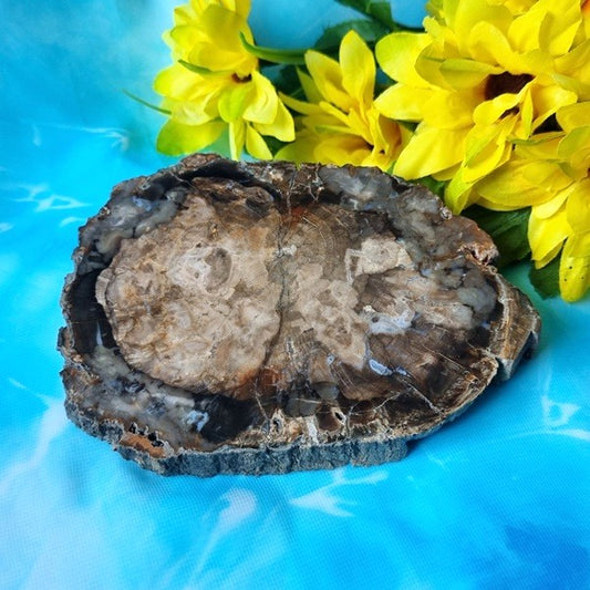 Petrified Wood Slab – (ID: crn56)