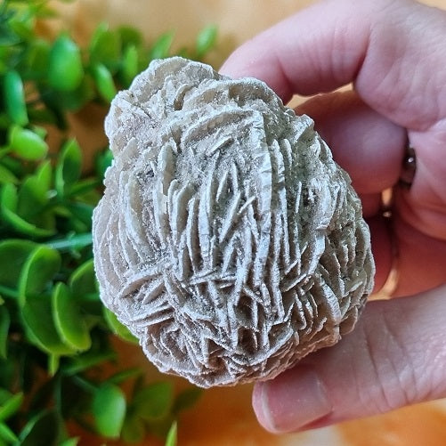 Desert Rose – medium – (ID: crn94)
