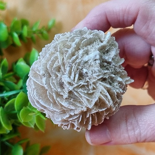 Desert Rose – medium – (ID: crn95)