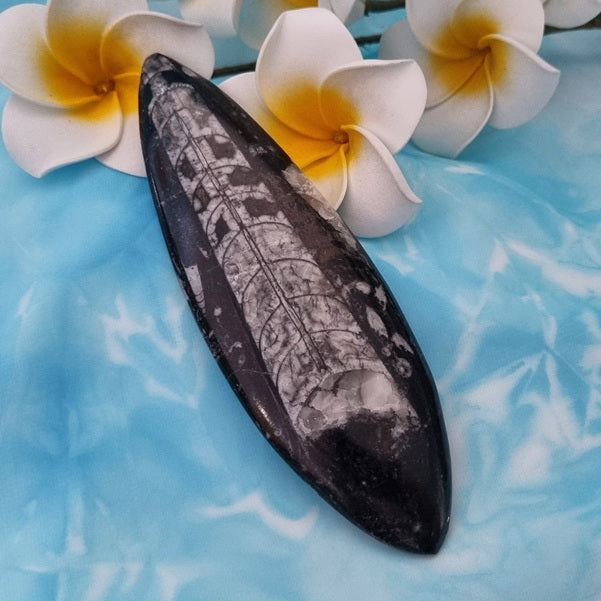 Orthoceras Fossil - (ID: crp119)