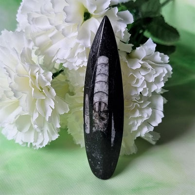 Orthoceras Fossil - medium – (ID: crp124)