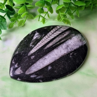 Orthoceras Fossil Disc – (ID: crp126)